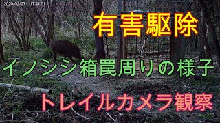 20200308［有害駆除］白昼堂々と姿を現すイノシシ　トレイルカメラ　Wild boar box trap　Trail camera