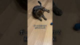 気分じゃないのに！【アメショのほっけ】 #猫