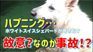 【ハプニング】川遊び始動‼️故意か事故か？大型犬が思わぬ行動に！/In an unexpected situation by playing in the river