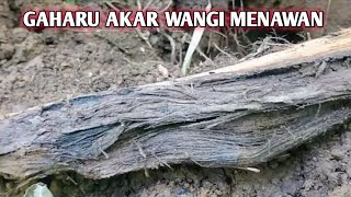 PROSES PENGGALIAN GAHARU AKAR,YG MENGELUARKAN AROMA WANGI DARI DALAM TANAH,DIAM DAN SENYAP@