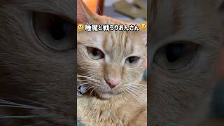 猫の寝かし付けに失敗😹 #うちの子が可愛いすぎる #猫のいる暮らし #cat #寝かしつけ