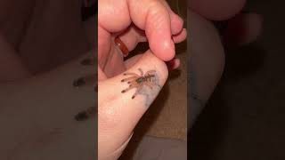 Another new baby tarantula: Avicularia minatrix #spider #animal