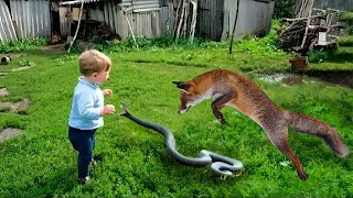 When This Snake Attacked the Child the Fox Did Something Amazing