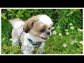 【朝からシーズーの大好きな公園でおさんぽ】 シーズー＃犬＃癒し犬 dog＃shihtzu