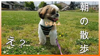 【朝からシーズーの大好きな公園でおさんぽ】#シーズー＃犬＃癒し犬#dog＃shihtzu