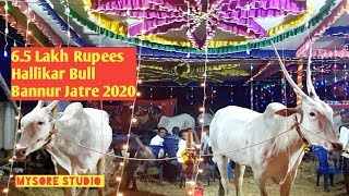 6.5 Lakh Rupees Hallikar at cattle fair Bannur Danada Jatre Mysore Karnataka tourism