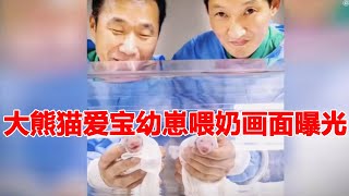 大熊猫爱宝产崽，姜宝宋宝奶瓶喂奶，眼睛都笑没了！爱宝生子后为何不吃不喝！