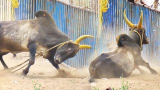 இராவணன் வீட்டில் இருந்த கர்ணன் 😍||jallikkattu ||jallikkattu video