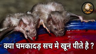 चमगादड़ के 10 गजब के चौंका देने वाले तथ्य I top 10 amazing facts about BATS I Dr Eagles Lab