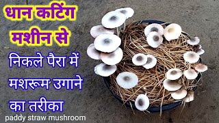 धान कटिंग मशीन से निकले पैरा में मशरूम उगाने का तरीका #peiraputtu #paddystrawmushroom #mushroom