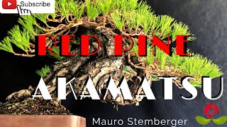 Red Pine - Akamatsu