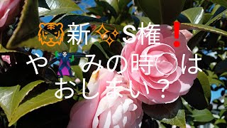 2025年2月22日　2月22日は「猫の日」や「ひざイキイキの日」など、さまざまな記念日があります☆知ってた〜ぁ？(⁠≧⁠▽⁠≦⁠)🎶