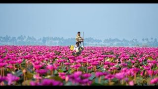 മലരിക്കല്‍ പാടത്തെ പിങ്ക്ടുപ്പിച്ച് ആമ്പല്‍ വസന്ത്ം | malarikal ambal vasantham