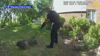 Wausau police "arrest" fowl fugitive in apartment