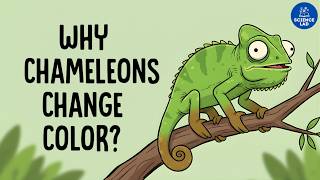 The Real Reason Chameleons Change Colour.