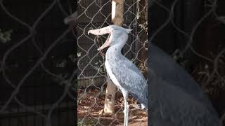 あくびする　ハシビロコウ　ハトゥーウェ　上野動物園