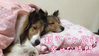 【シェルティ】親子でお昼寝【至福のひととき】