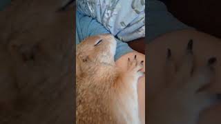 When Prairie Dogs snuggle it is all over #prairiedog #snuggle #cuteanimals