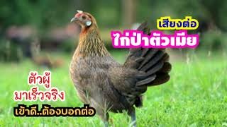 เสียงไก่ป่าตัวเมีย🐔อยากผสมพันธุ์..ร้องหาตัวผู้🐓เข้าดีต้องบอกต่อ แท้100%🐓🐔🐤