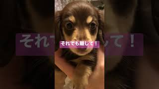 ダックスフントチョコクリーム赤ちゃんチャンネル18:それでも(^^) #dog #cutepuppy #puppy #cute #cutepet #ダックス #ダックスフンド #babyanimal