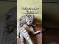 dapat kawan baru nah #shorts #shortvideo #cat #kucing #oyenlucu #kucinglucu #catlover #oyenbarbar