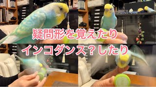 2020.12.10セキセイインコしんちゃん疑問形を覚えたりインコダンス？したり