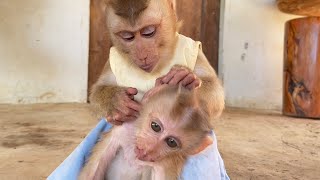 Poor Monkey Grooming| Adorable Zueii Grooming Little Chaly