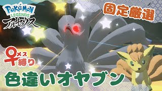 大大大発生で全然色違いでないなら、固定厳選で♀色オヤブンキュウコン狙うまでよ！【メス縛り】【ポケモン色厳選】【レジェアル】