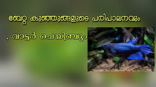 Betta fry water change and care.ബേറ്റ ഫിഷ് കുഞ്ഞ് പരിപാലനം