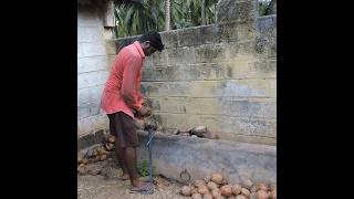 தேங்காய்- தேங்காய் பருப்பு 🌱🥥🥥 🌱( ஒரு நாள் தேங்காய் வேலை)#coconut#coconutoil #farming#farmer#shorts