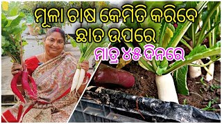 ମୂଳା ଚାଷ କେମିତି କରିବେ ଛତା ଉପରେ||How to grow radish at terrace garden(45days) || seed to harvest