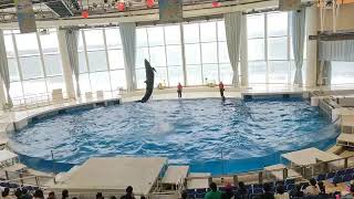 アクアワールド茨城県大洗水族館　イルカ・アシカ　オーシャンライブ　2023.11.15　12:30～