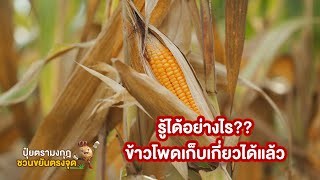 ปุ๋ยตรามงกุฎ ชวนขยันตรงจุด EP.24 รู้ได้อย่างไร?? ข้าวโพดเก็บเกี่ยวได้แล้ว