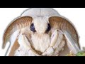 How to breed Mulberry Silkmoths (Bombyx mori) by Bart Coppens