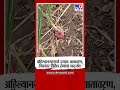 ahilyanagar crop loss अहिल्यानगरमध्ये ढगाळ वातावरण पिकांवर विविध रोगांचा प्रादुर्भाव tv9 marathi