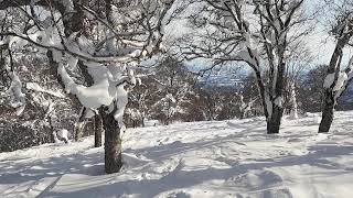 2022/2/12 野沢温泉スキー場、山頂やまびこパウダーエリアをツリーランしてみました。景色も良好。