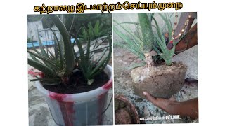 கற்றாழை(மொட்டை மாடி) இடம் மாற்றம்