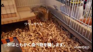 ヨモギさんの散歩(秋の貯蓄)【シマリス】