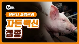 자돈 백신접종 / 양돈 사양관리, 양돈 교육(분만사편 8)