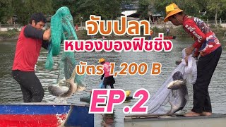 หว่านแหจับปลาบ่อหนองบองฟิชชิ่ง บัตร 1200 บาท ลุ้นปลาบึก 150 ตัว EP.2