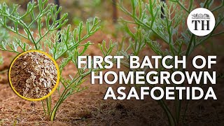 Asafoetida grown in India for the first time ever