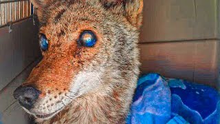 Rescuers Save A Blind Coyote  Days Later, They Open The Door To Her Pen And See 4 Babies