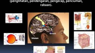 Webinar 02:Keajaiban  Otak Manusia dan Kemajuan Ilmu Neurosains Moderen (15 September 2012)