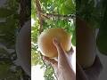 Fantastik way miracle fruit (calabash) open skill#calabash #fruit #amazing #mango #coconutcutting