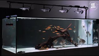 Stunning Underwater World: Explore the Beauty of a Plan Aquarium #644