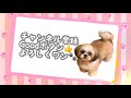 【癒しわんこ】シーズー犬階段を登る！【挑戦】