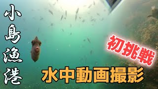 小島漁港【水中動画】【癒し】あの撒き餌に群がるたくさんの魚たち！アジやカワハギもいるよ!!!