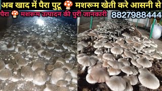 खाद में पैरा पुटू 🍄 मशरूम की खेती कैसे करें | compost me paira putu uagaye | पैरा पुटू 🍄 की खेती