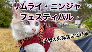 サムライ・ニンジャフェスティバルへ行く旅する猫