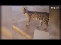 serval gaya is a playful boy sogga